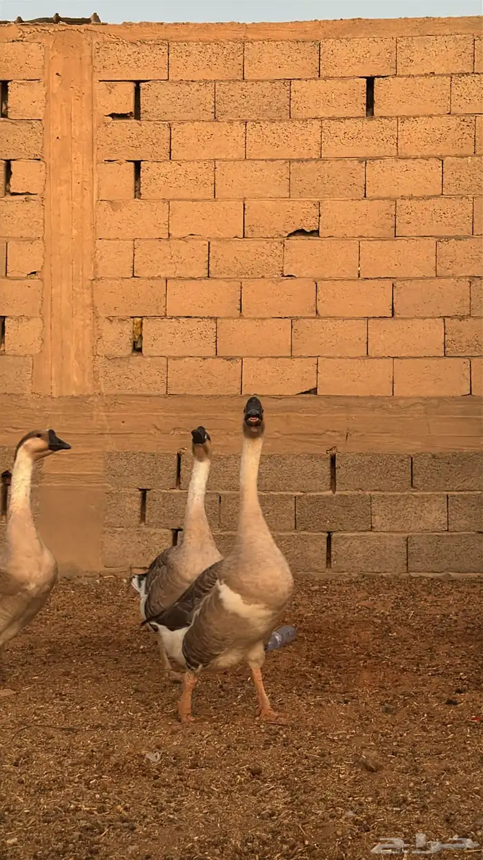 وز عراقي 2