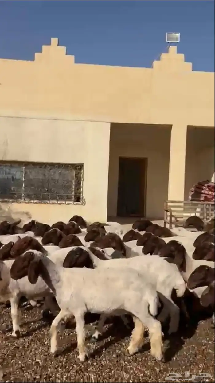 جذعات نعيم 3