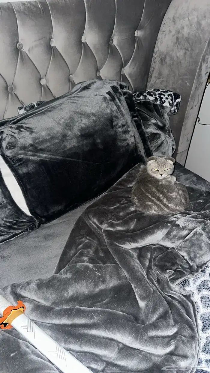 قطط للبيع عمرها6 اشهر غير مطعمه ذكر وانثى سكوتش فولد 0