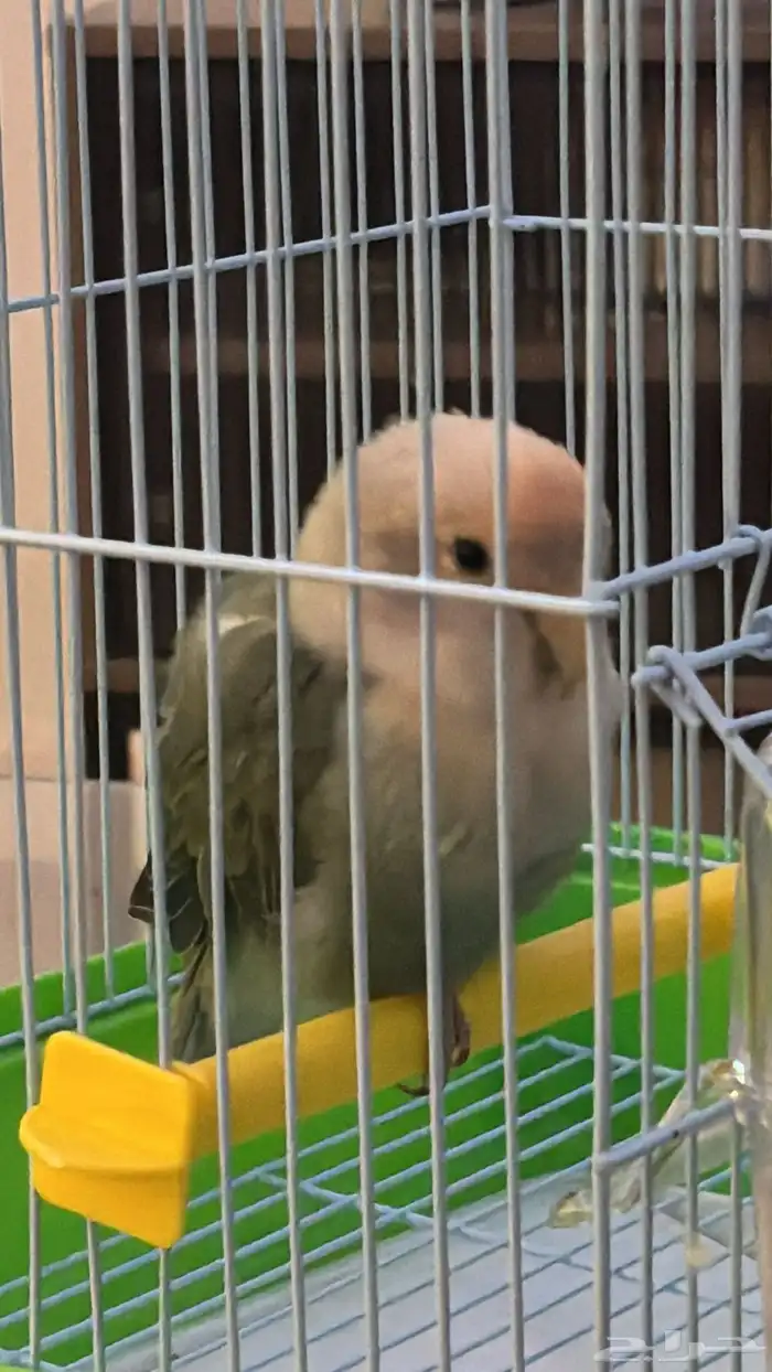 ببغاء 1