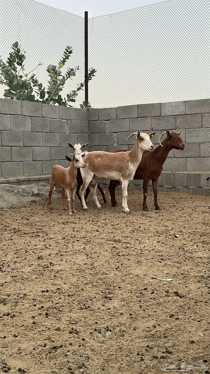معزا جنوبيات 4