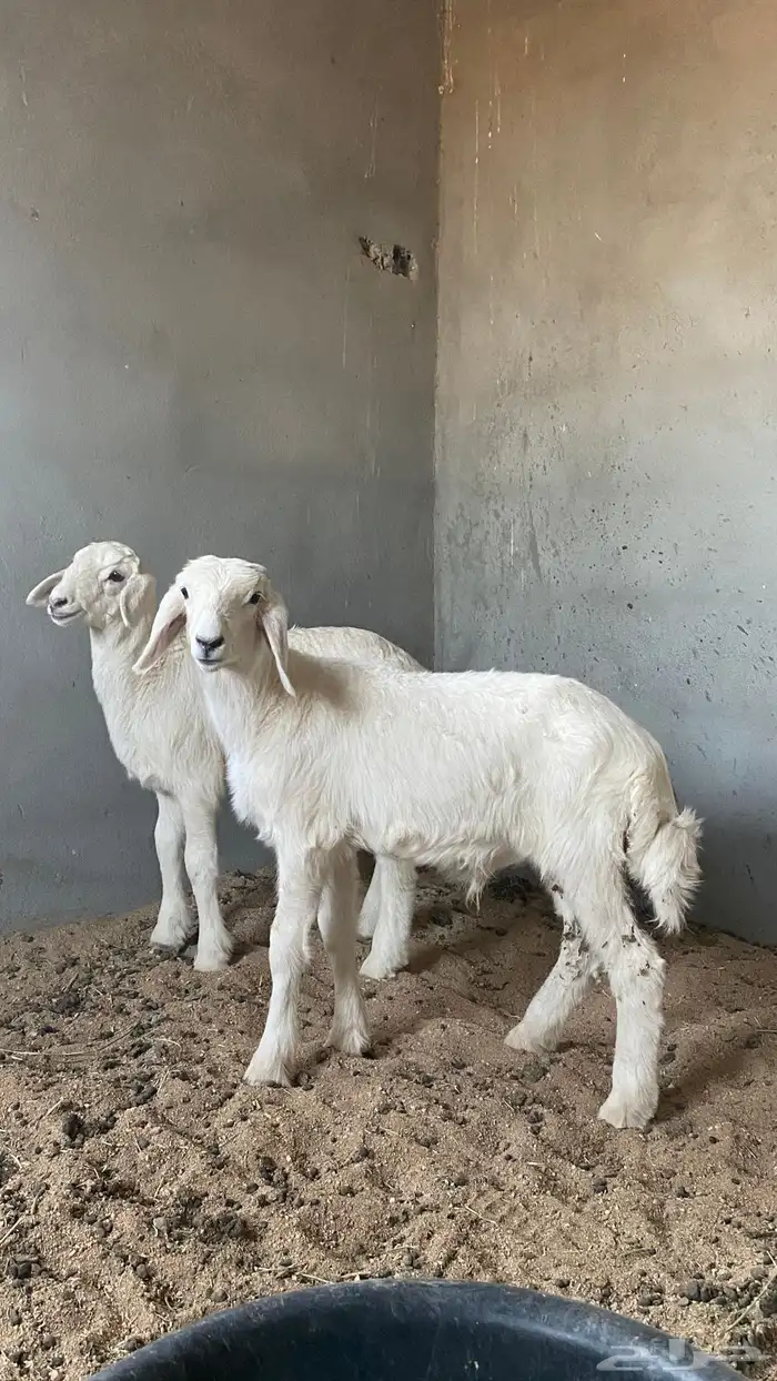 طليان تربيه 0