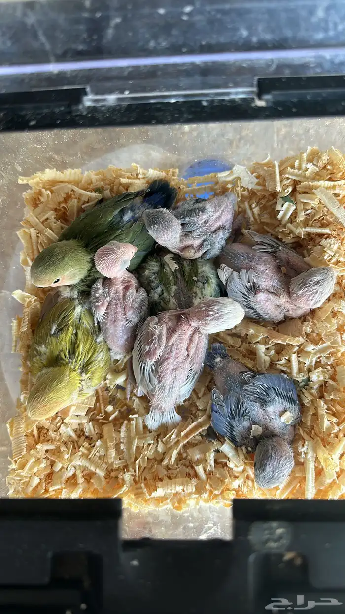 فروخ كروان 6