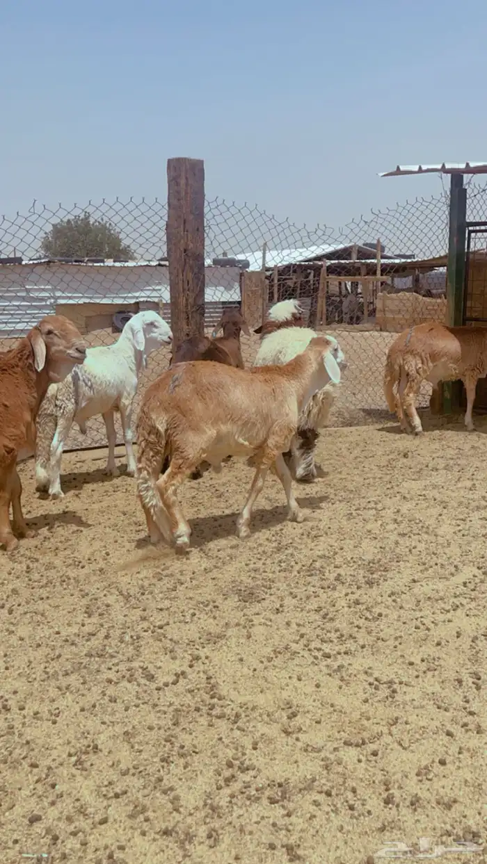 طليان سواكن فل شحم مرابي اربع شهور 4