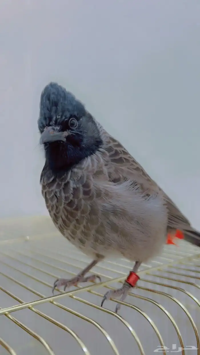 بلبل كشميري ( هندي ) تم البيع 1