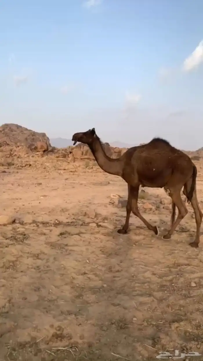 بكره مجهم للبيع 0