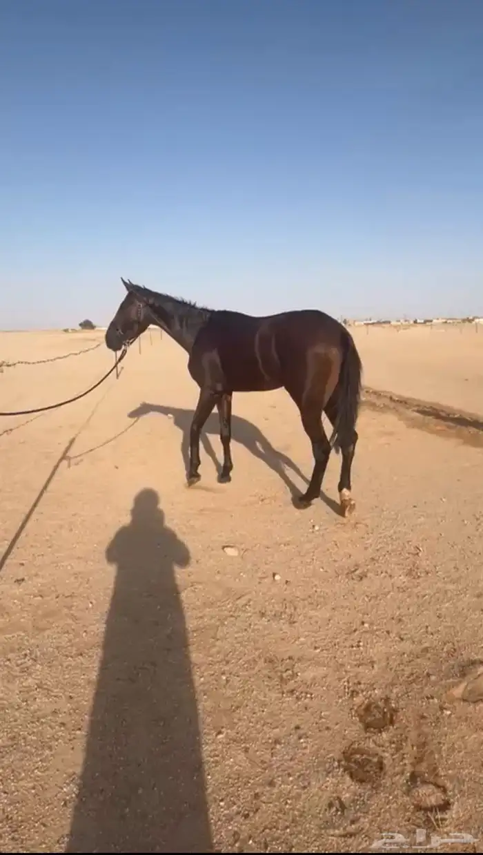 حصان انقلش بطل 0