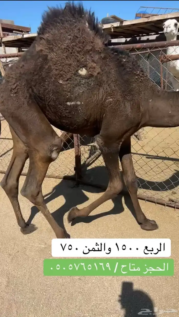 بكره على الحليب شراكه ارباع واثمان 0