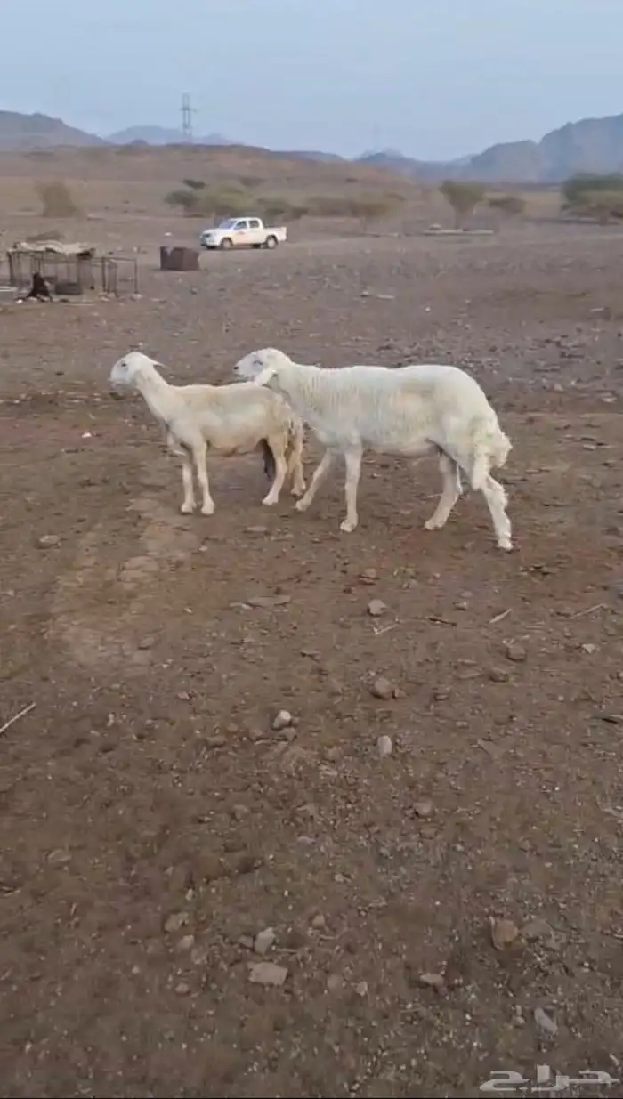 خروف على الشرط يقشع عمره سنه تقريبا الموقع وادي الفرع 1
