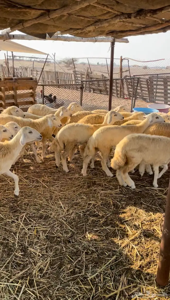 رخال حريه للبيع 4