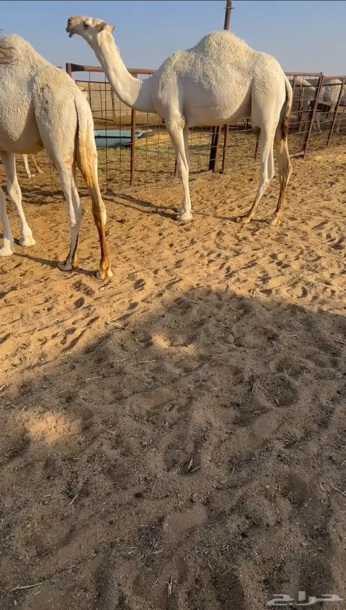 سلام عليكم اما بعد نقدم لكم عرض. قعدان كفو من اطيب السلالات 6