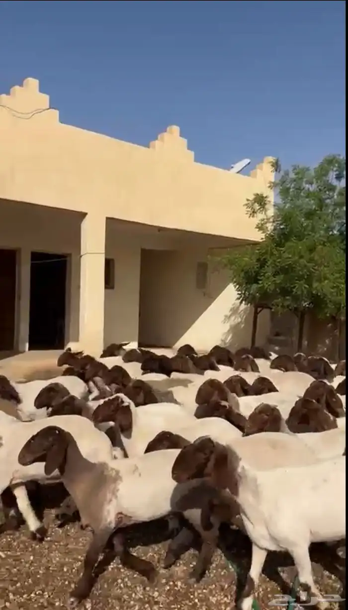 جذعات نعيم 0