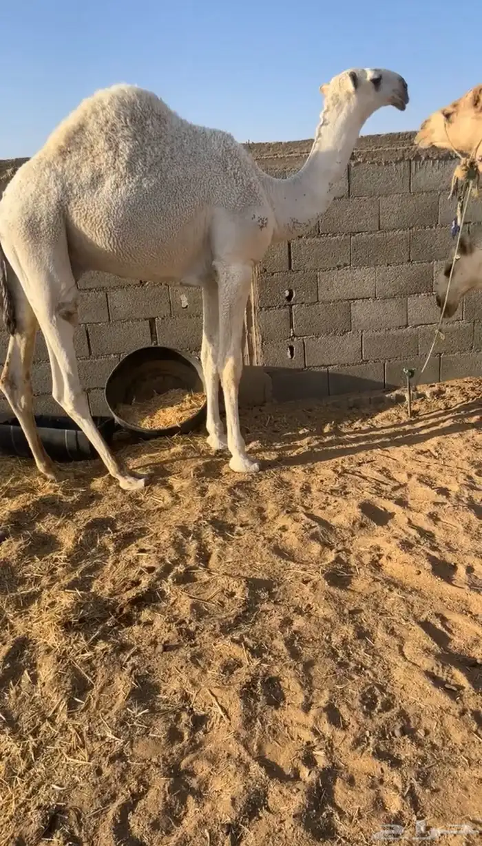 سلام عليكم اما بعد نقدم لكم عرض. قعدان كفو من اطيب السلالات 1