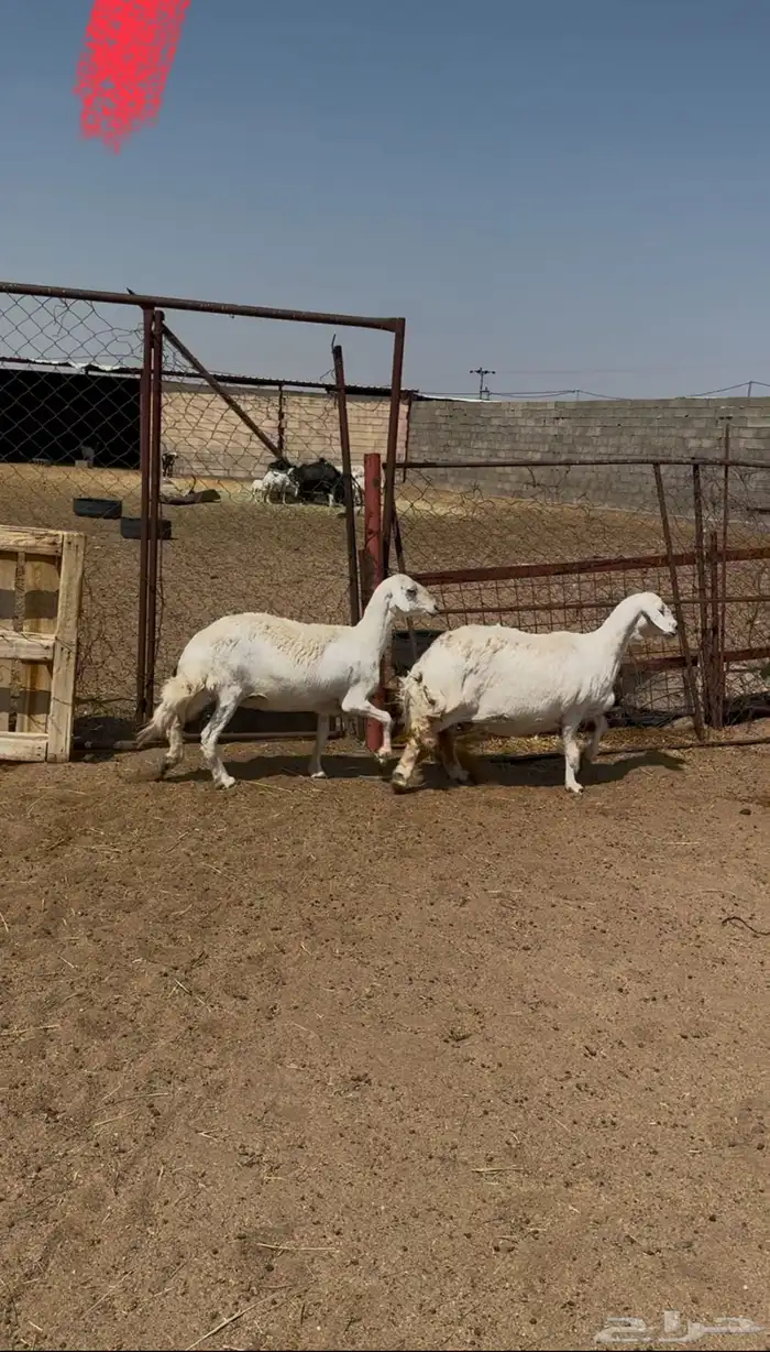 غنم جمع شبب مدري دفيع او حيل 0