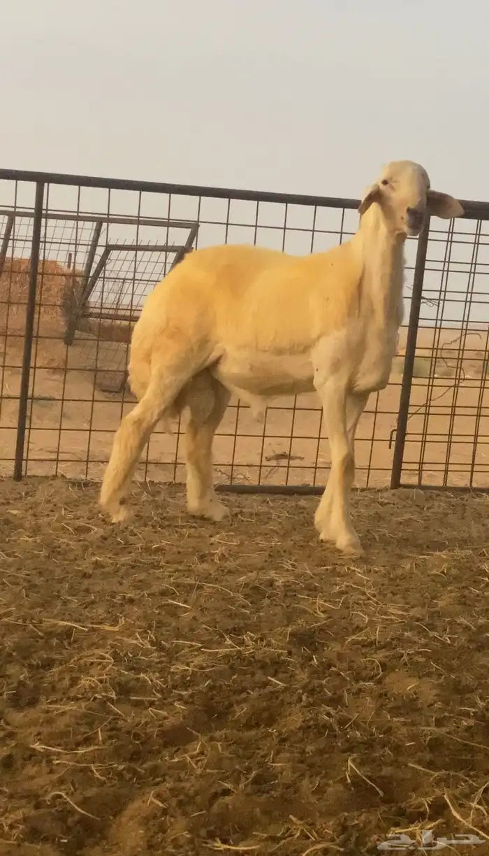 مشروع فحل صنف 0