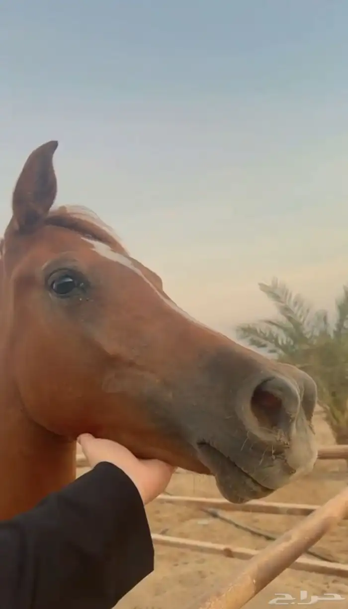 مهر واهو للبيع قريب عسف  فحل مربط 0