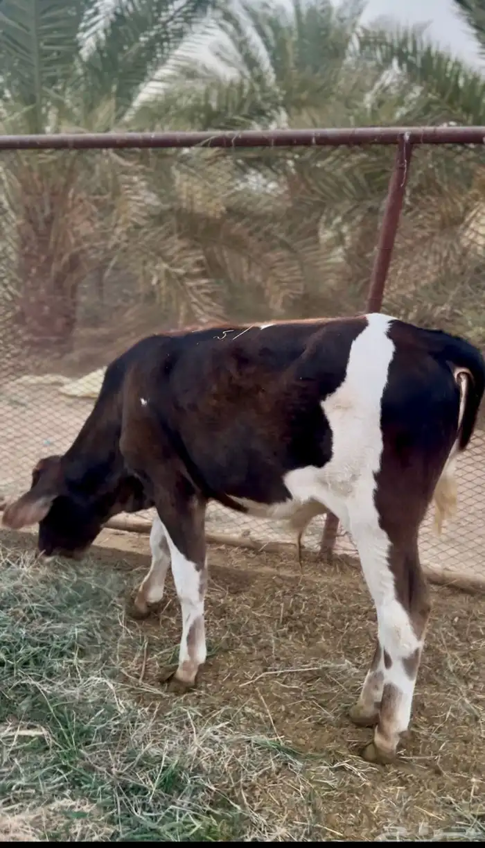 للبيع عجل 1