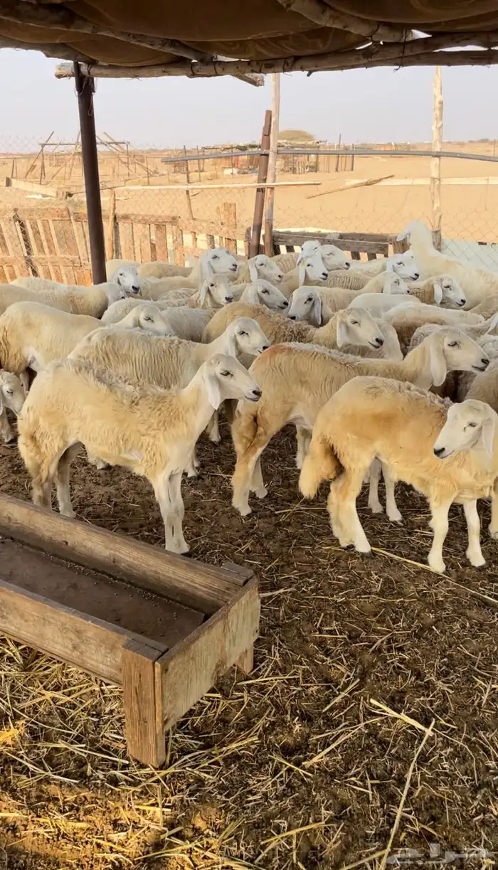 رخال حريه للبيع 6