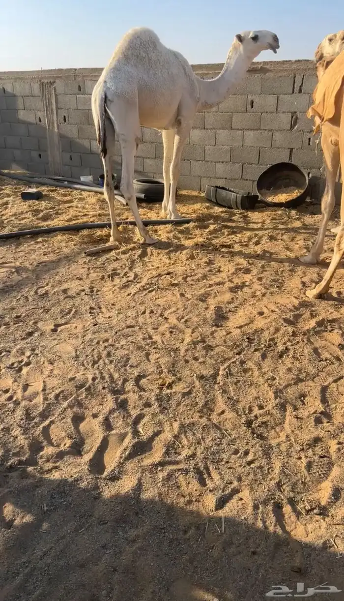 سلام عليكم اما بعد نقدم لكم عرض. قعدان كفو من اطيب السلالات 8