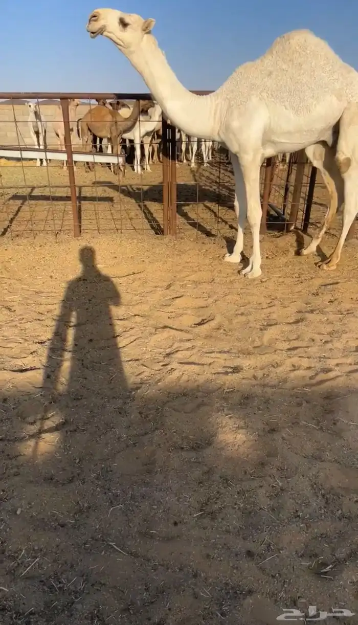 سلام عليكم اما بعد نقدم لكم عرض. قعدان كفو من اطيب السلالات 5