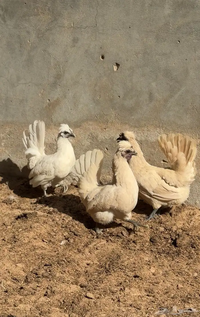 دجاج حباحب 0