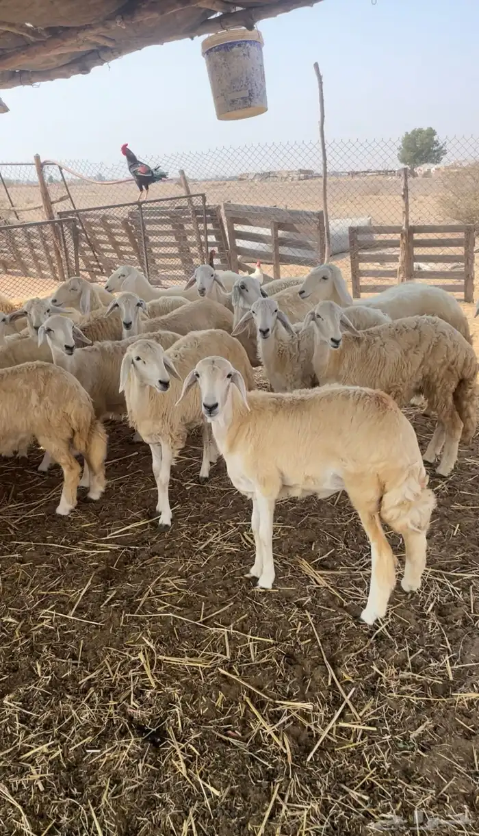 رخال حريه للبيع 2