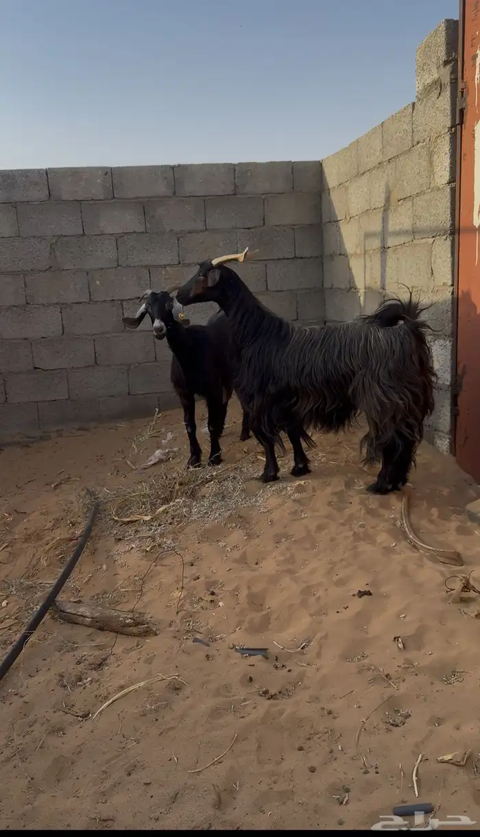 معزا لبن 2