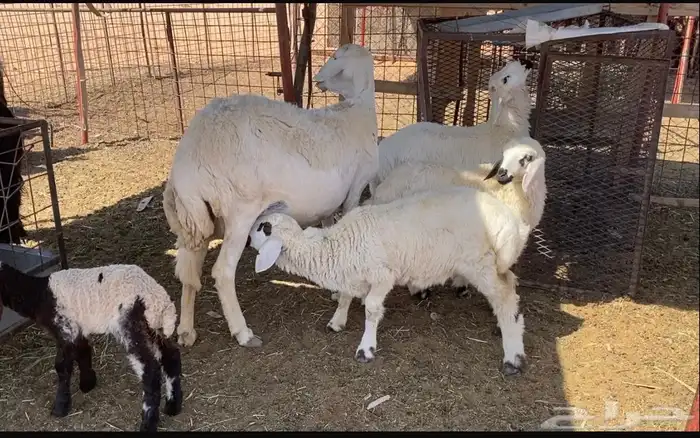 حريه صنف معها 3 0