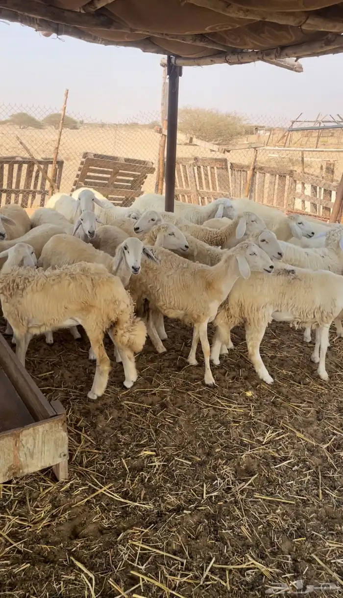 رخال حريه للبيع 1