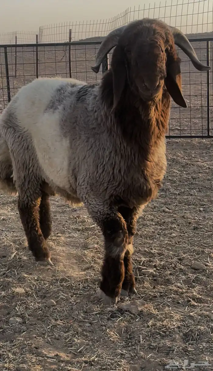 جذع للبيع 10