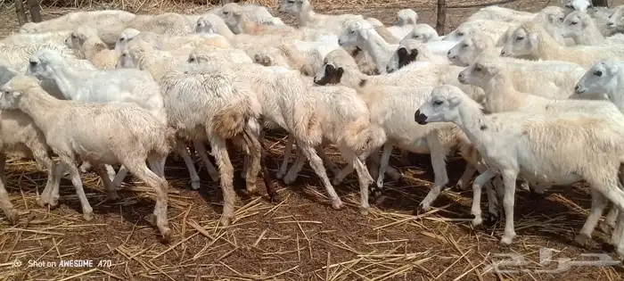 رخيل بلدي 0