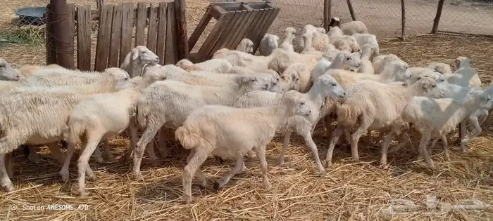 رخيل بلدي 2