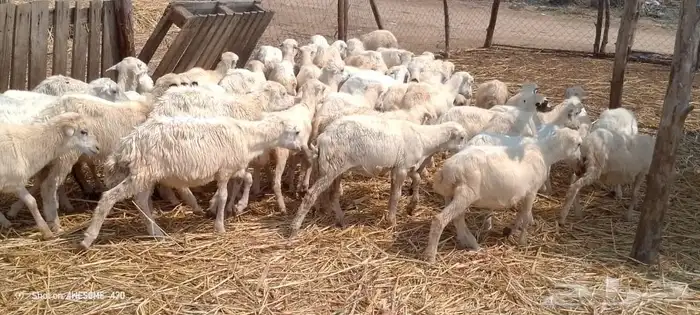 رخيل بلدي 1