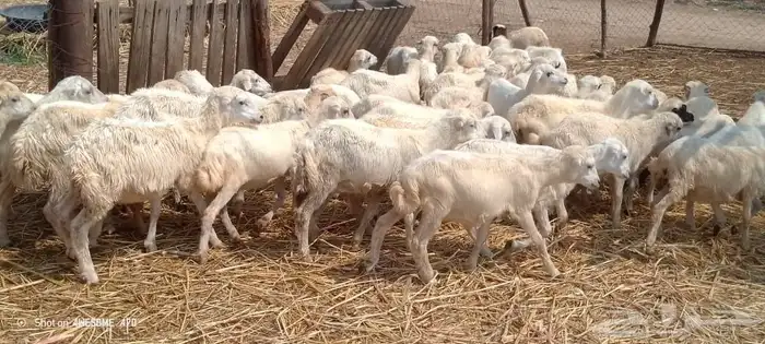 رخيل بلدي 3