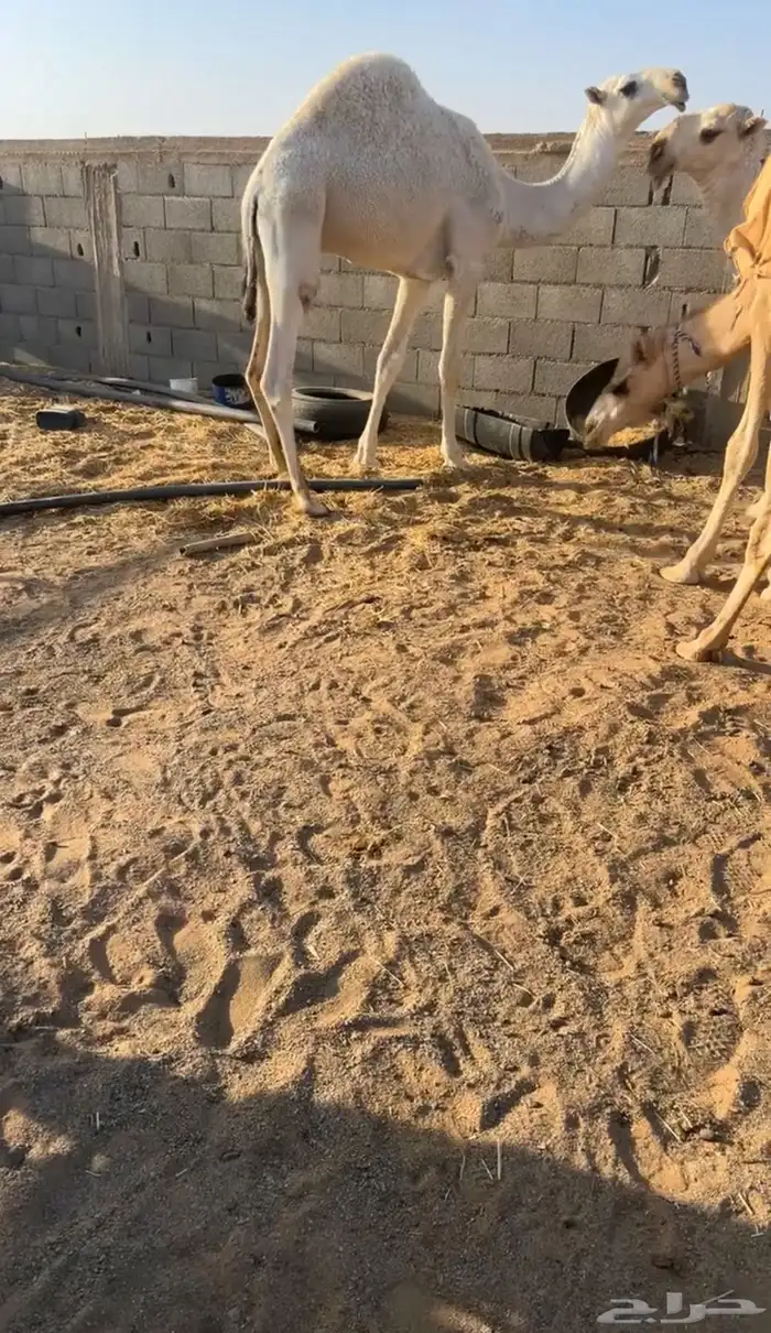 سلام عليكم اما بعد نقدم لكم عرض. قعدان كفو من اطيب السلالات 2