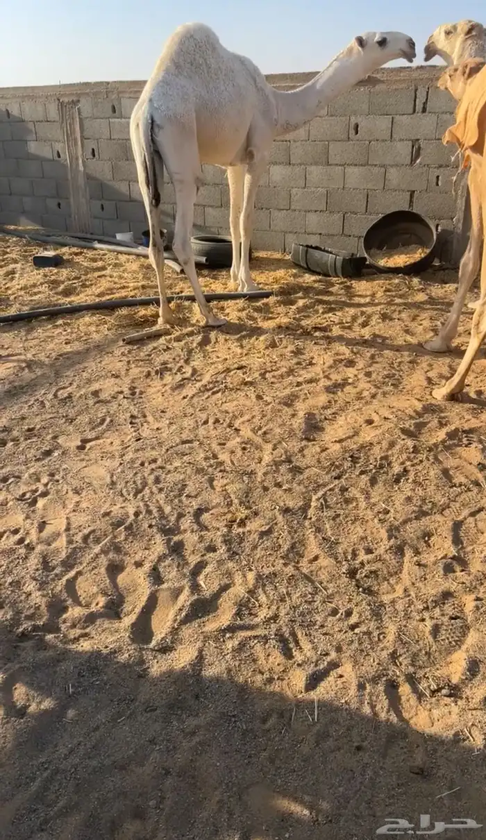 سلام عليكم اما بعد نقدم لكم عرض. قعدان كفو من اطيب السلالات 3