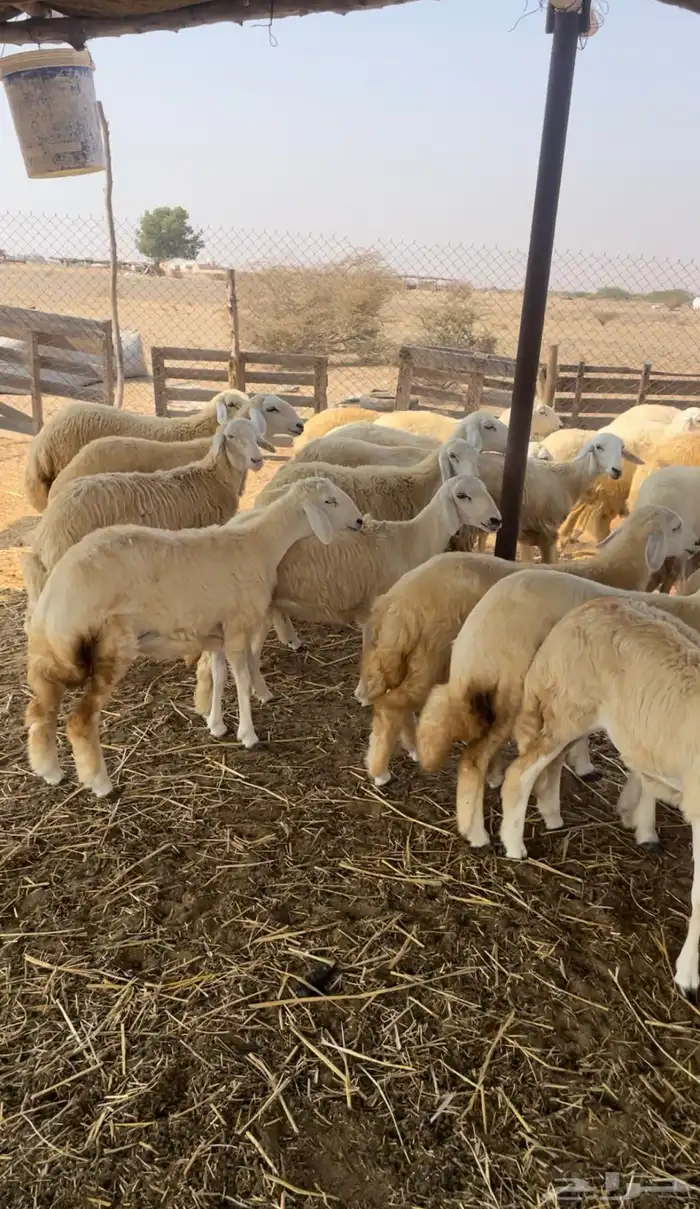 رخال حريه للبيع 3