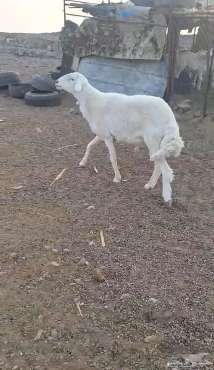 خروف على الشرط يقشع عمره سنه تقريبا الموقع وادي الفرع 2