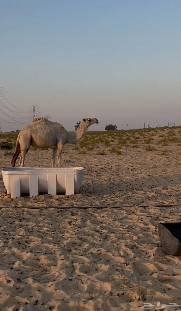 ناقه ضروبه للبيع 0