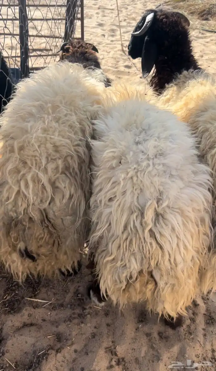 خرفان جذعان 0