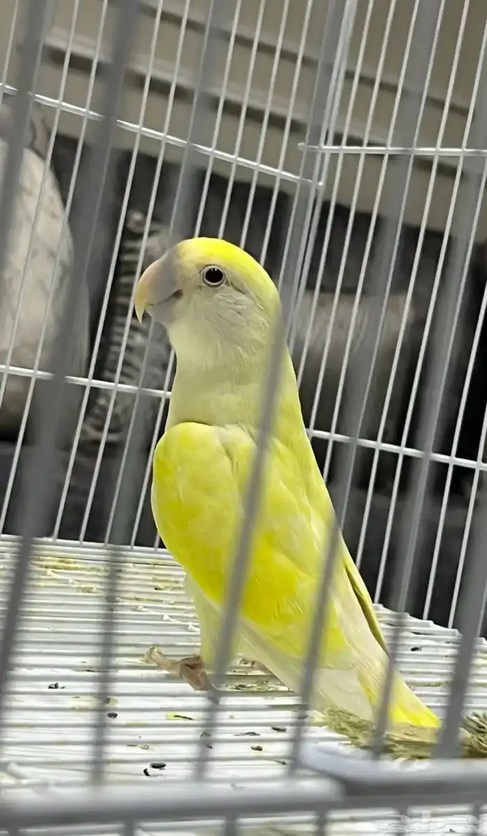انثى روز منتجه 1