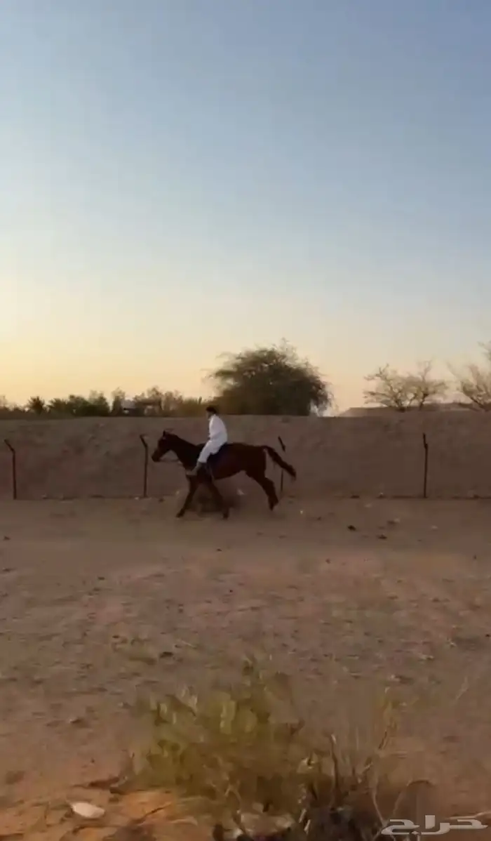 حصان انقليزي 0