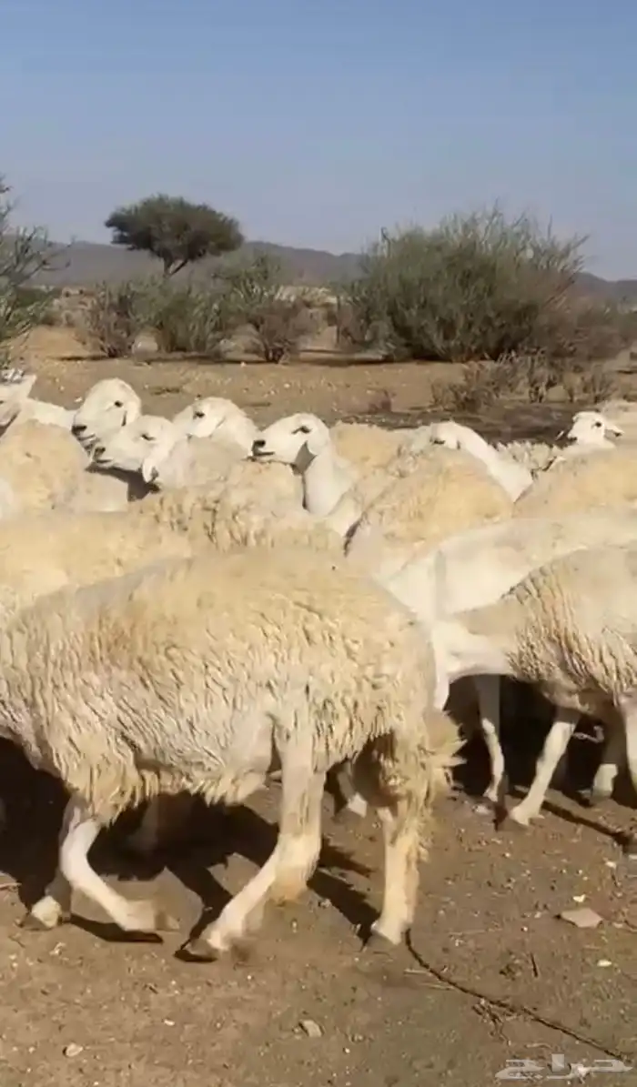 حريات صنف 7