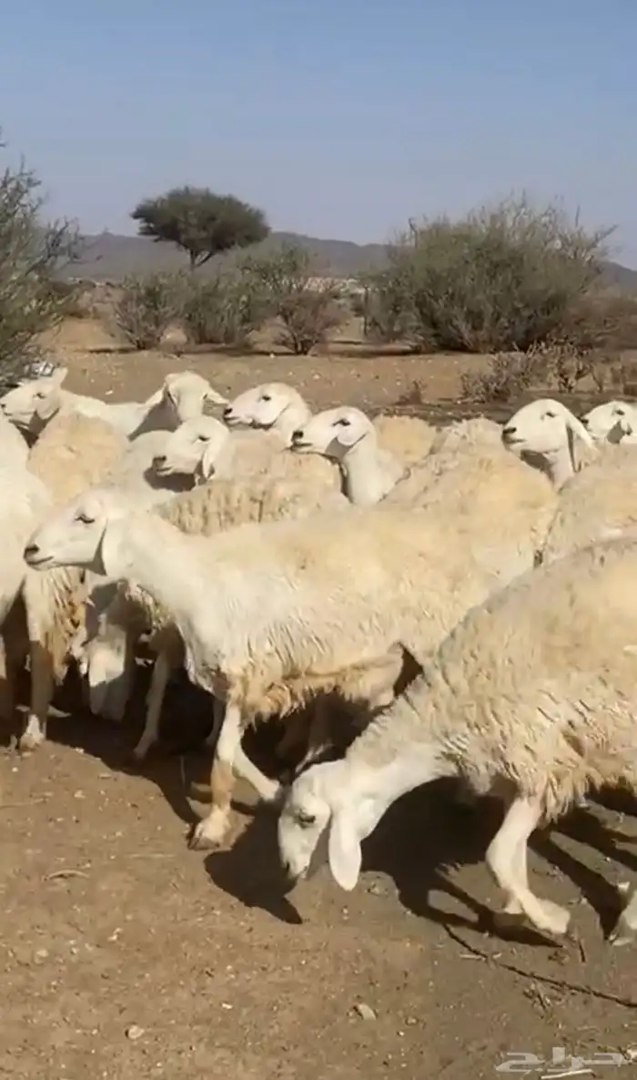 حريات صنف 0