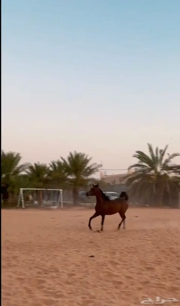 فرس شيخة لقاح 3