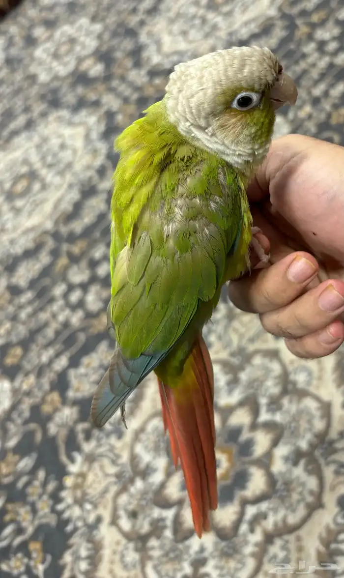 كنيور اليف 2