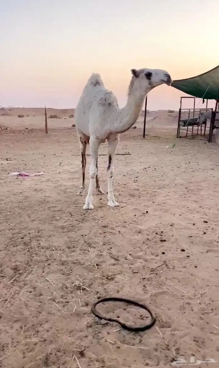 بكره رمانيه للبيع 0