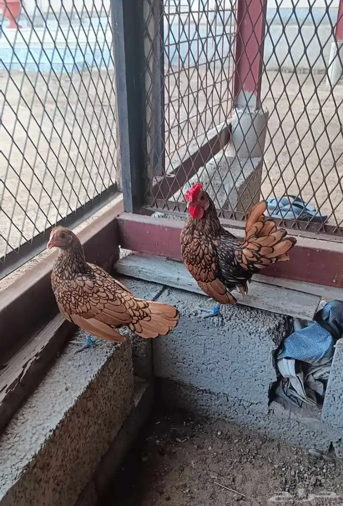 دجاج سبرايت نحاسي 0