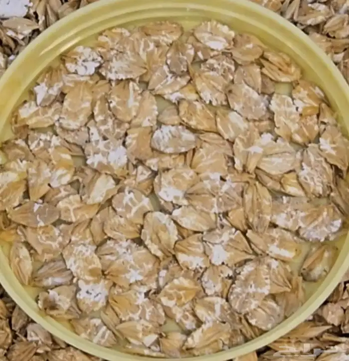 أعلاف المهند شعير مجروش و مضغوط و خبز 0