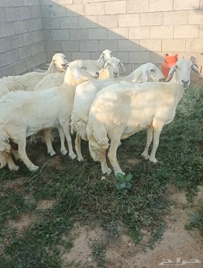 ضان حريات دفع 0